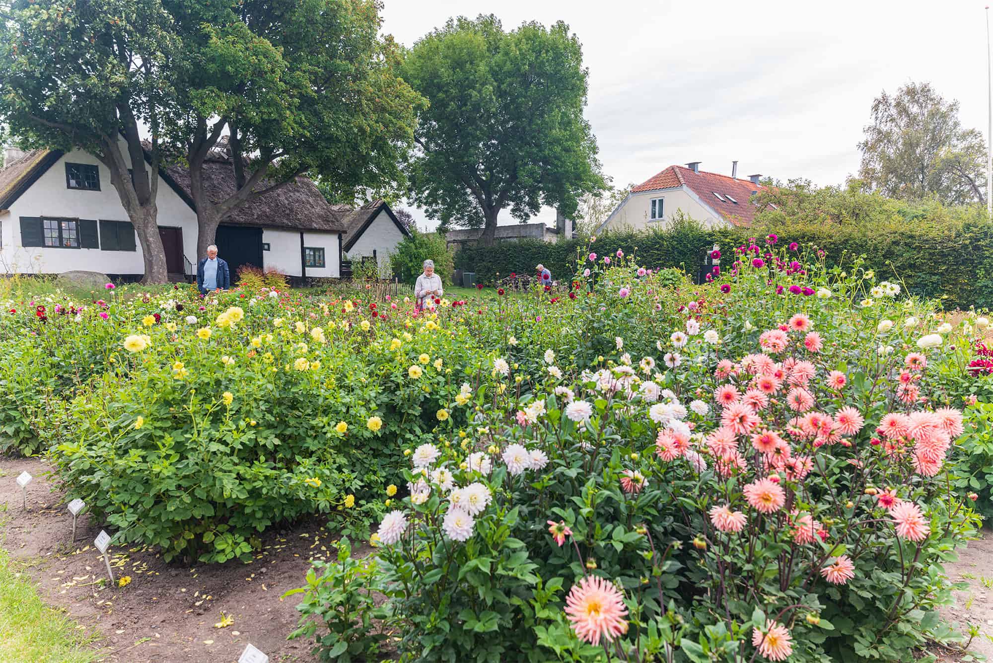 Dahliadage