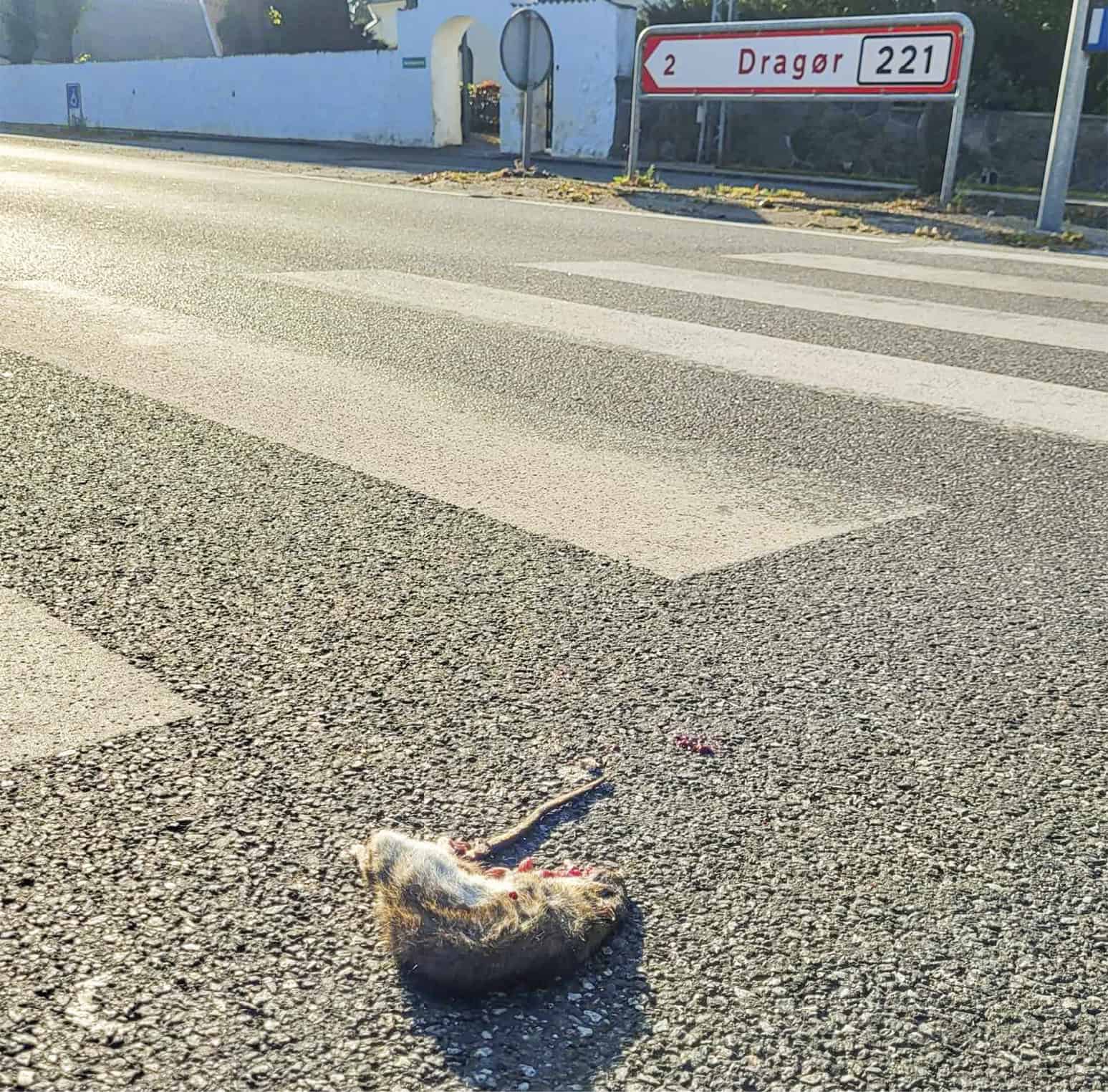 Stor indsats mod rotter i gang: »Vi gør alt, hvad vi kan«