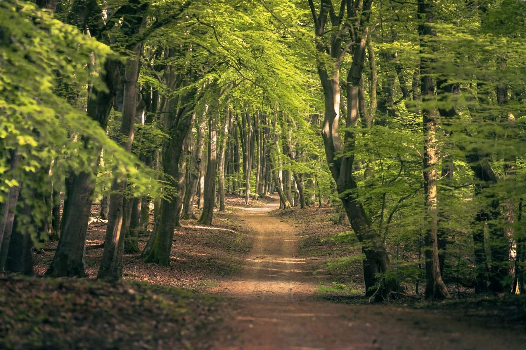Naturen skal i fokus i Dragørs nye skove