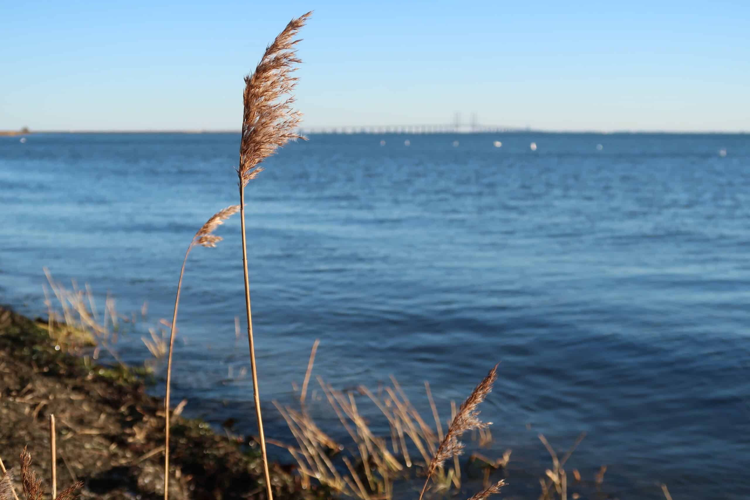 Det kan du opleve i naturen i februar