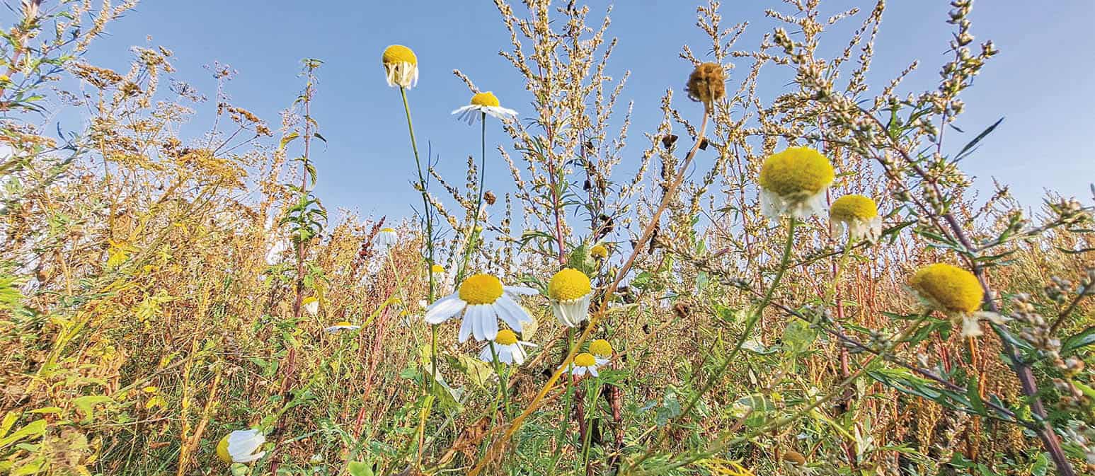Vi passer på klima og vores biodiversitet